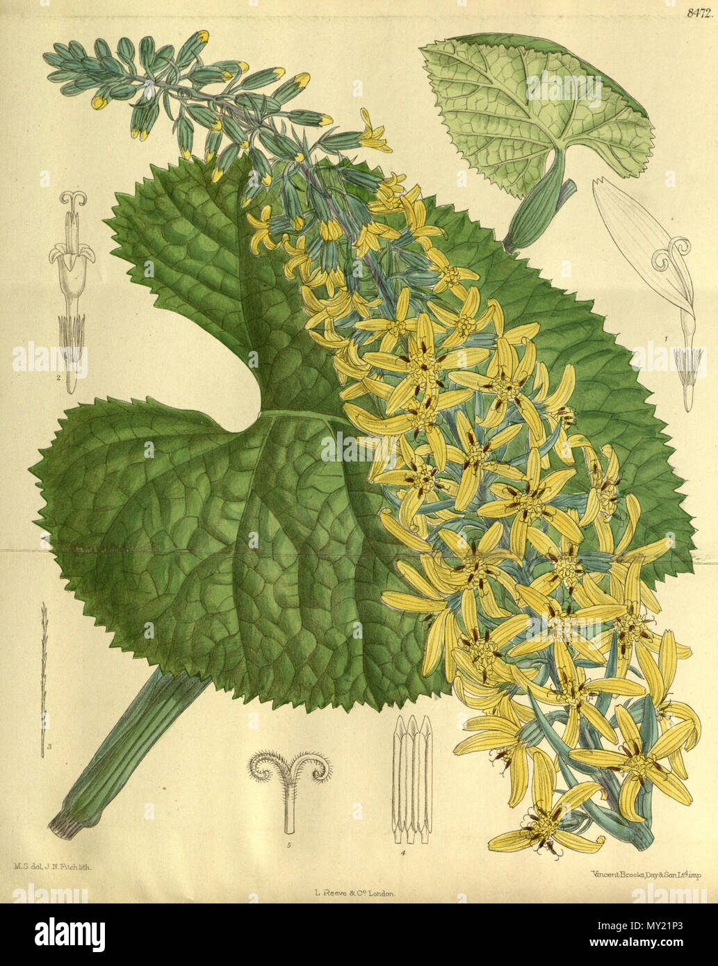 . Senecio stenocephalus (= Ligularia stenocephala), Asteraceae . 1913. M.S. del, J.N.Fitch, lith. 481 Senecio stenocephalus 139-8472 Stock Photo