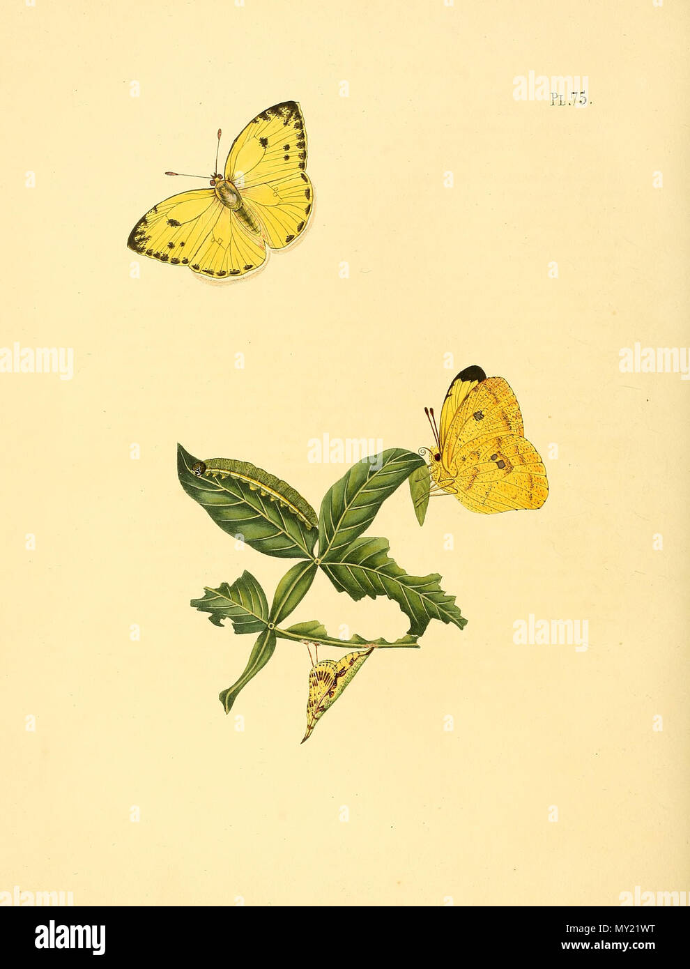 . Illustration of: Papilio xanthe Sepp., Suriname, on Inga vera Willd. = Phoebis argante larra (Fabricius, 1798) . 1847. Jan Sepp (1778 - 1853) 482 Sepp-Surinaamsche vlinders - pl 075 plate descr. as Papilio xanthe Stock Photo