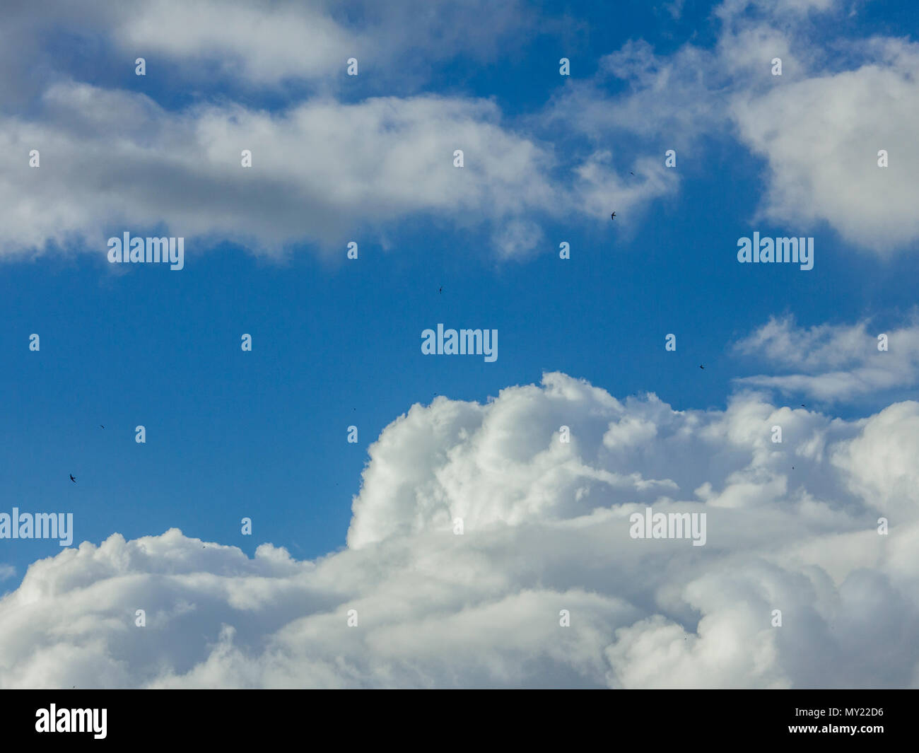 Birds flying above the clouds, in a sunny day with blue sky Stock Photo