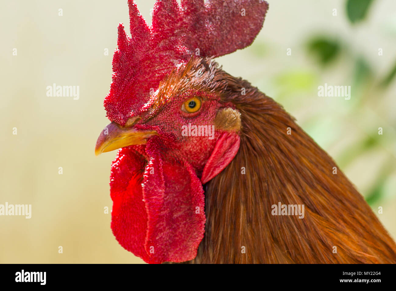 free-range rooster close-up portrait with blurry background Stock Photo