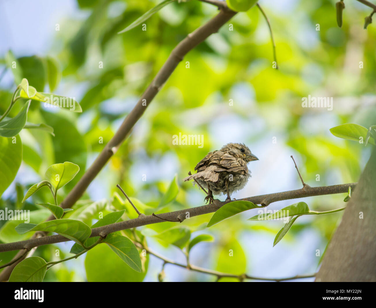 a small sparrow among the branches on sunny spring day Stock Photo