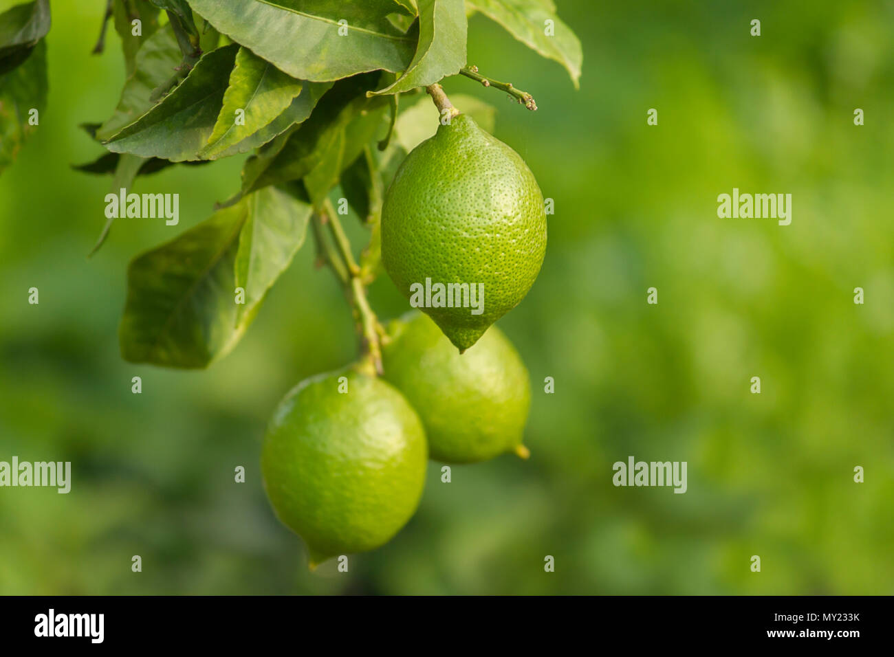 Close-up photo of green lemons on the branche with a green blury backgroud Stock Photo