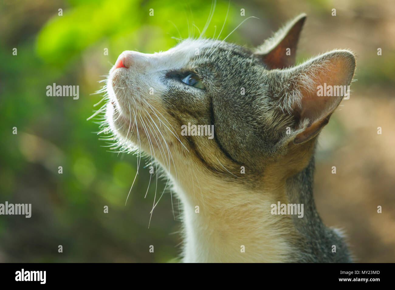 a cat portrait looking to the sky with sun backlight and blury background Stock Photo