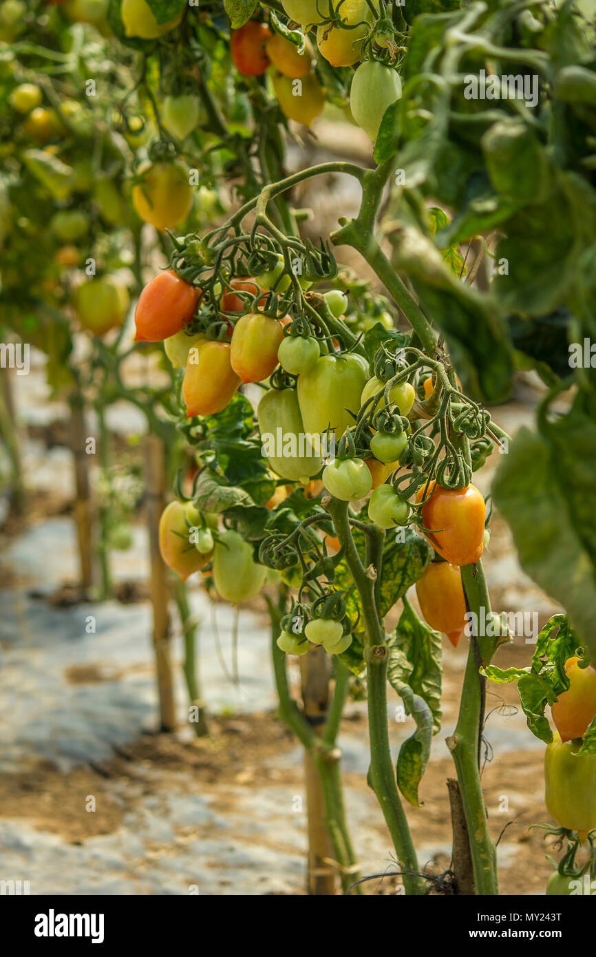 Colorful organic Tomatoes growing in a greenhouse Stock Photo