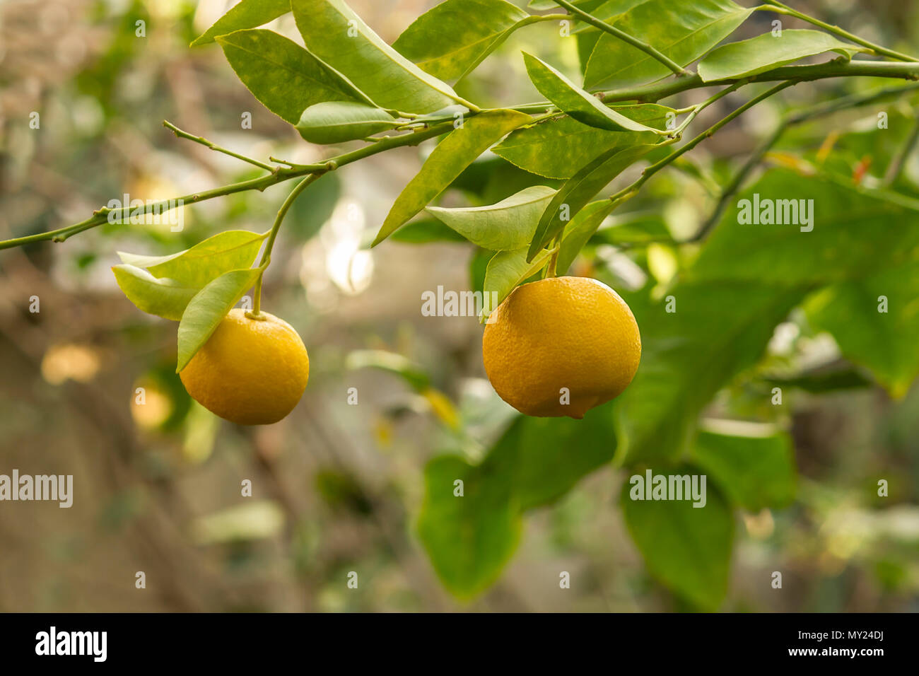 Organic yellow lemon fruits on the tree with green leaves. Stock Photo