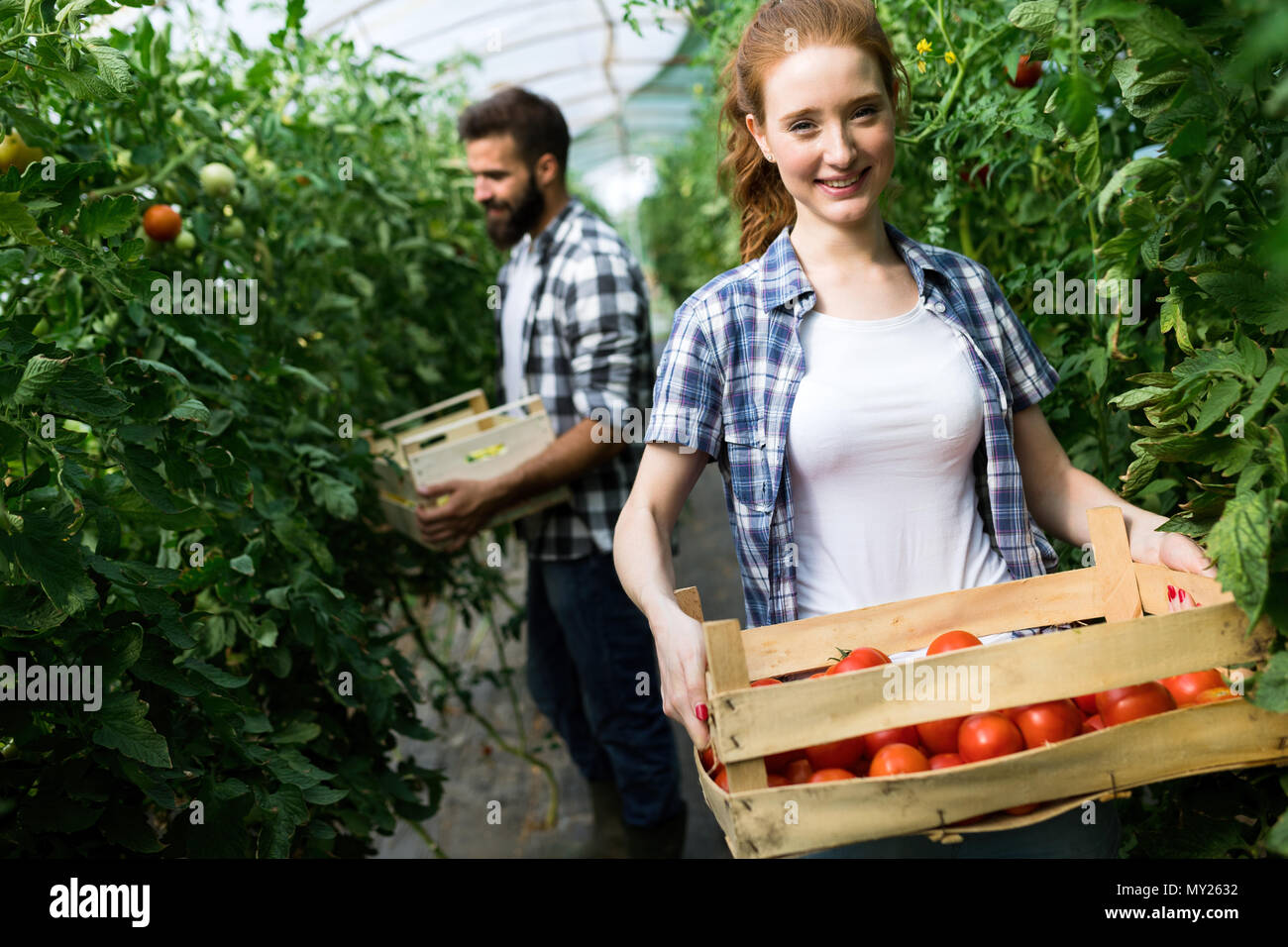 Young couple of farmers working in greenhouse Stock Photo - Alamy