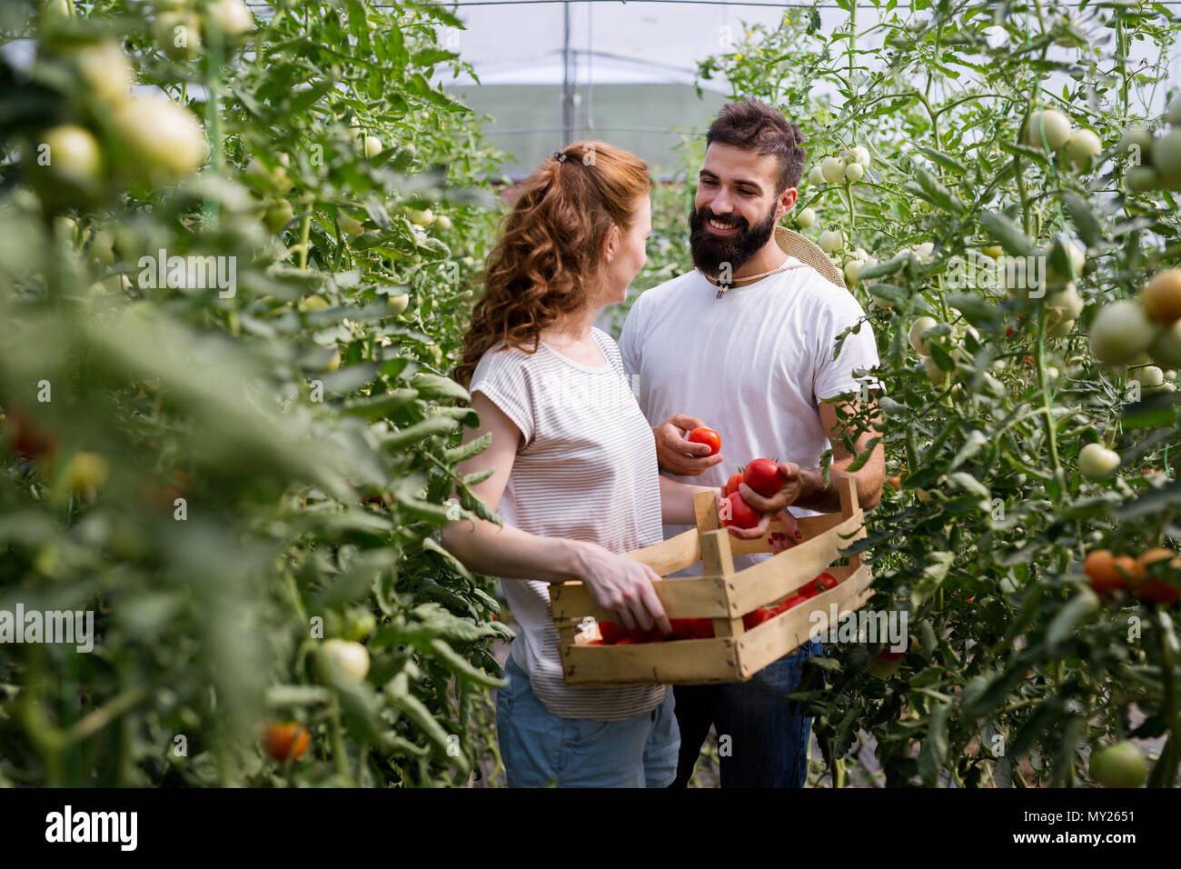 Young smiling agriculture woman worker harvesting tomatoes in ...