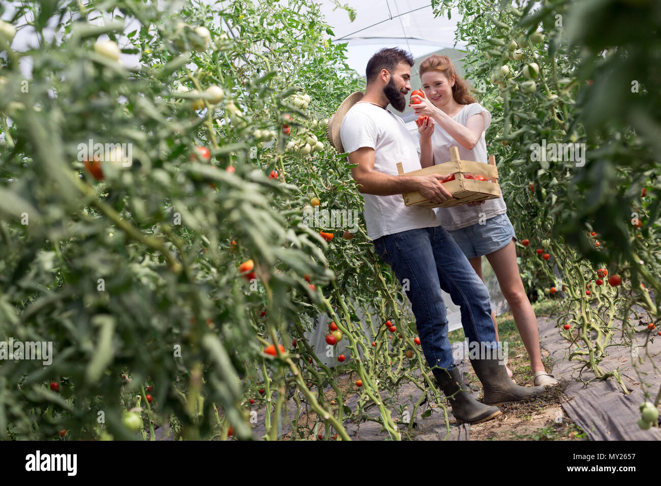 Young smiling agriculture woman worker harvesting tomatoes in ...