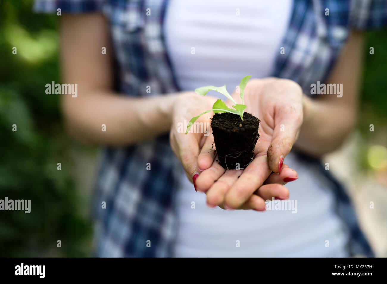 Woman's hands holding tomato plant with ground Stock Photo - Alamy