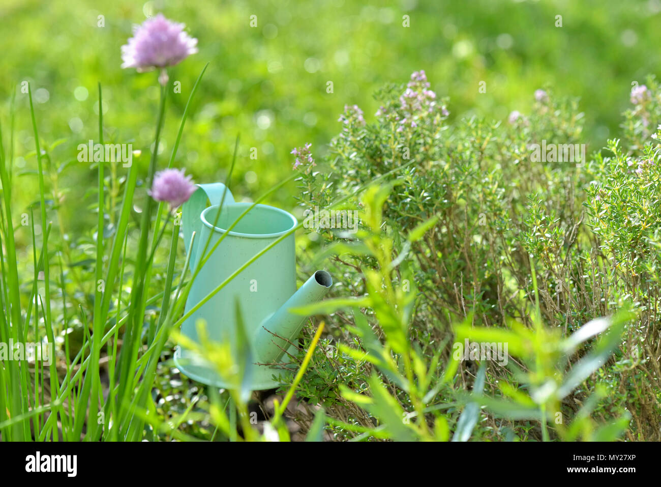 fresh aromatic herbs and chive blooming in a garden Stock Photo