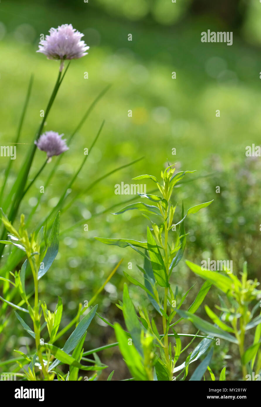 fresh aromatic herbs and chive blooming in a garden Stock Photo