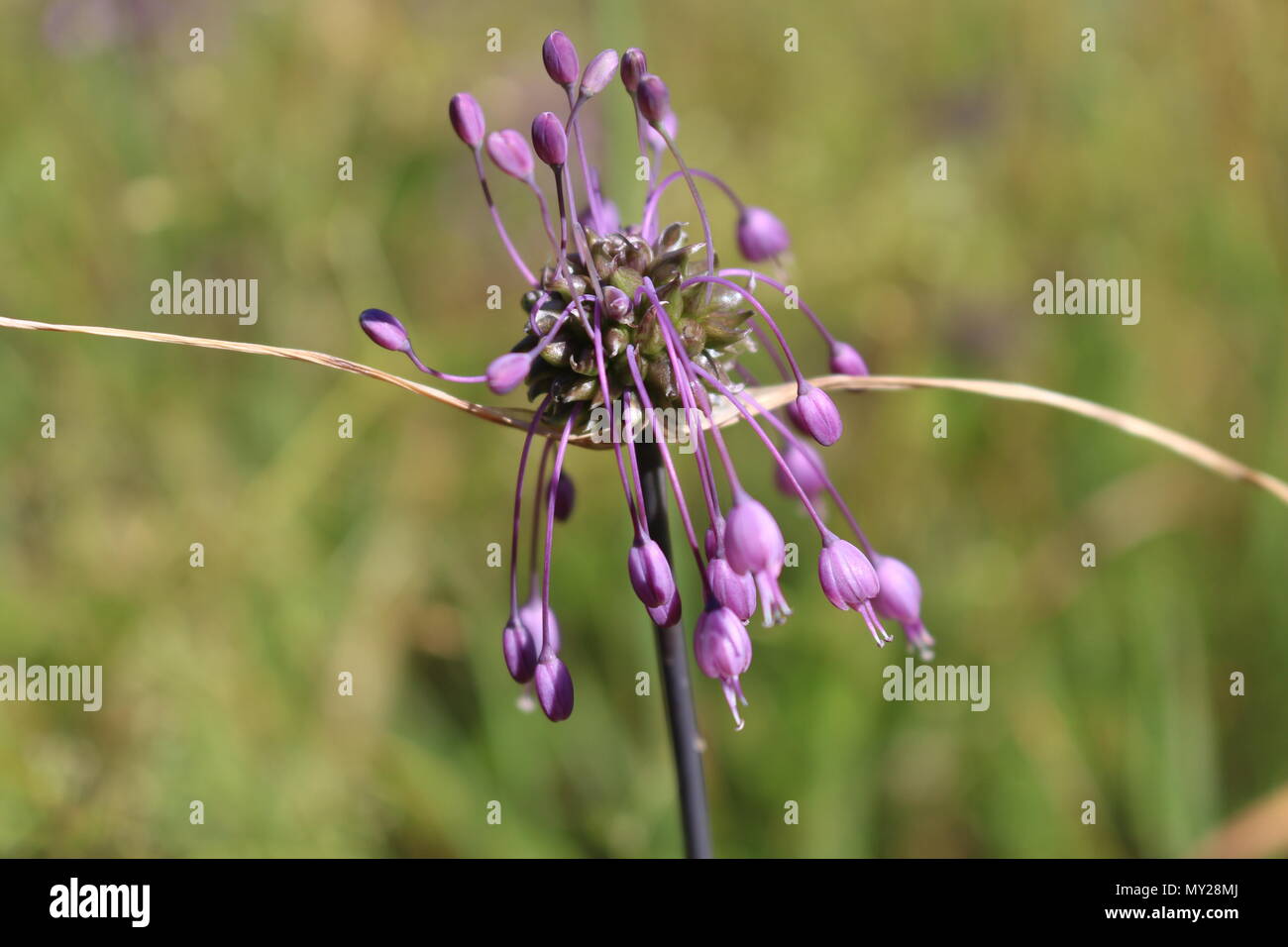 Allium carinatum pink flowers Stock Photo