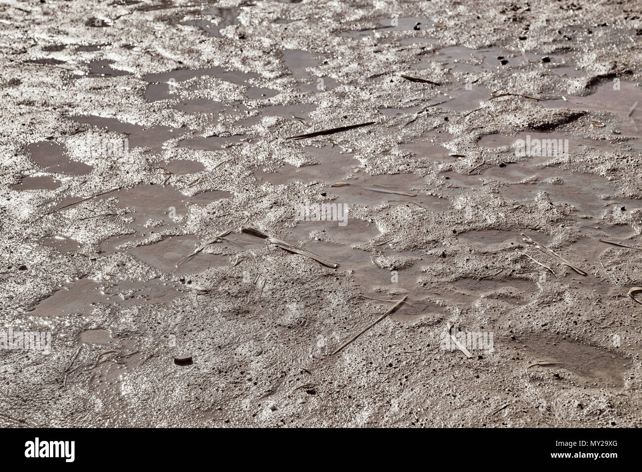 Wet muddy soil path with footprints on it Stock Photo