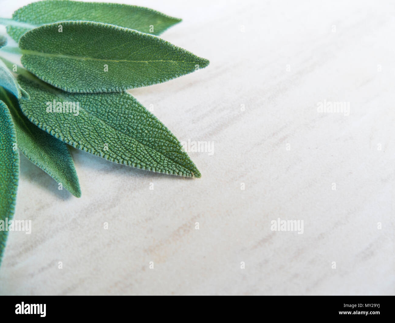Sage leaves on background, and space for quote Stock Photo