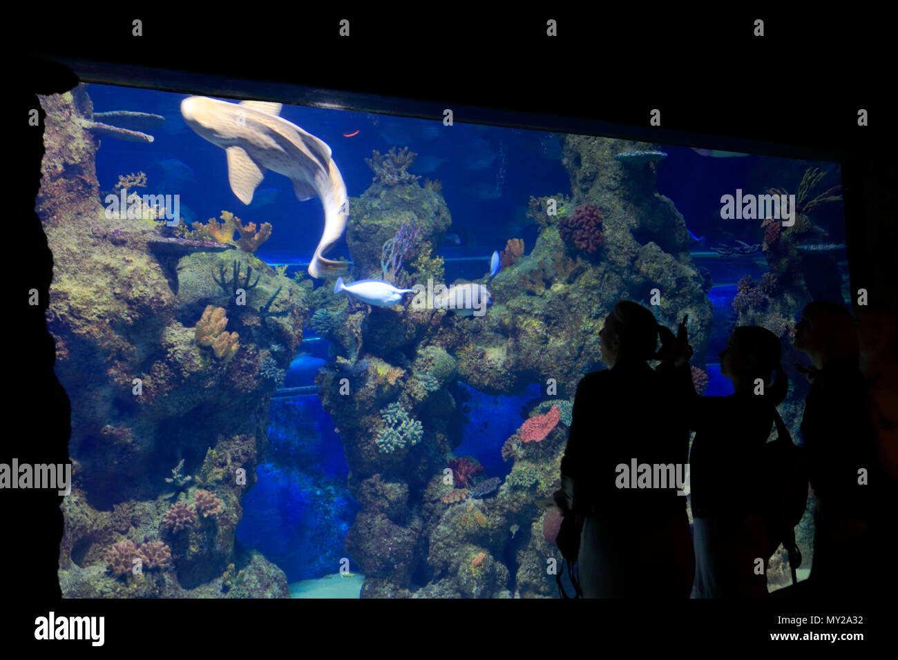 National Aquarium Of Malta High Resolution Stock Photography and Images