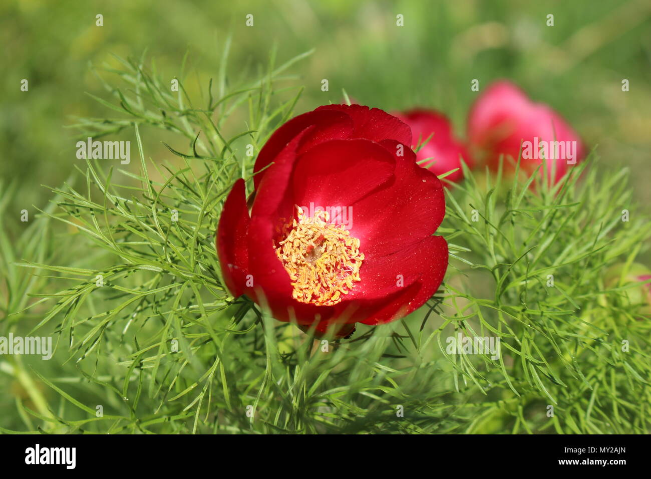 Flower of red wild species of fine leaved peony Stock Photo