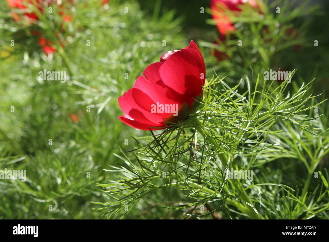 Flower of red wild species of fine leaved peony Stock Photo