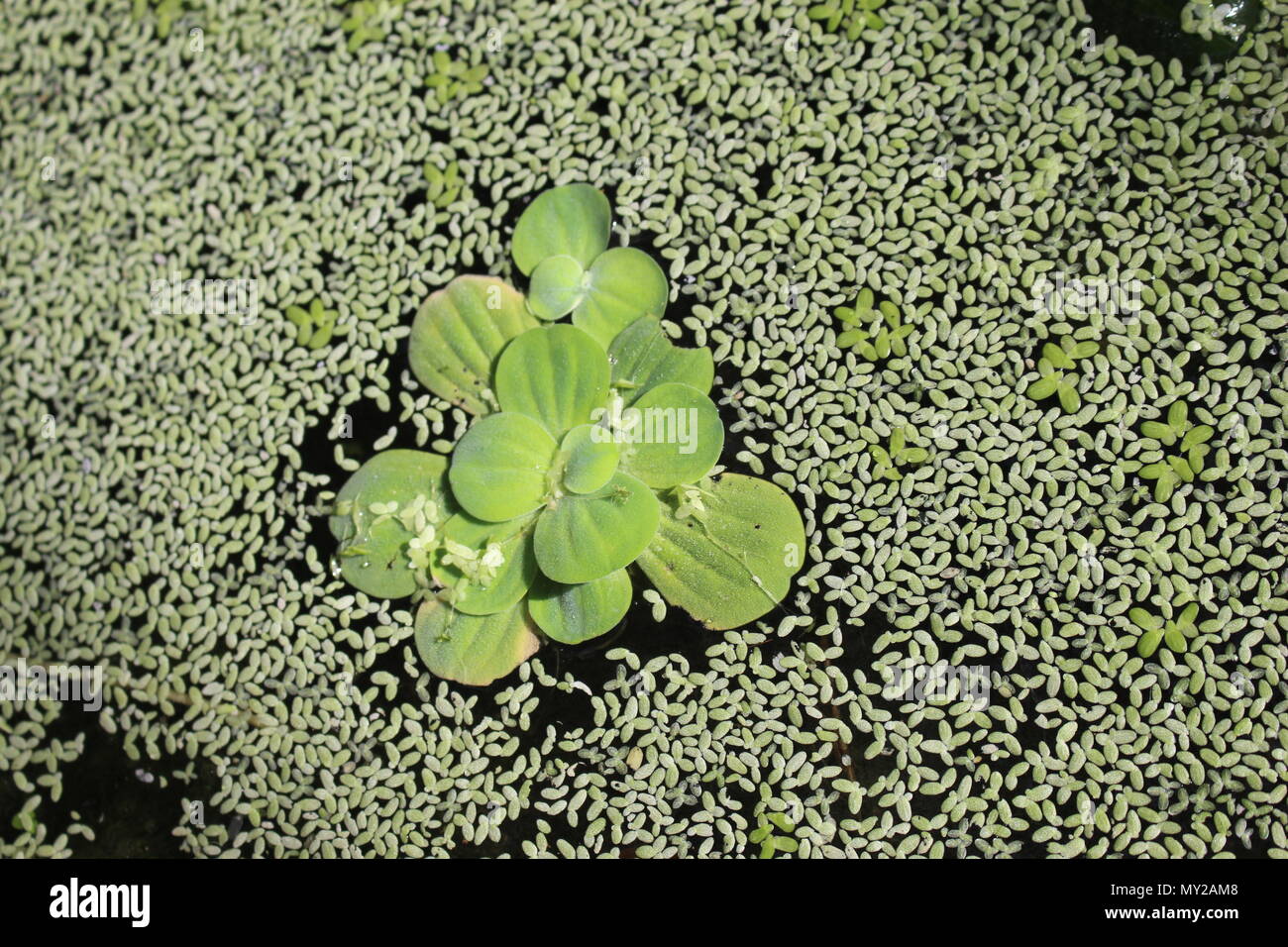 Aquatic Floating Plants Duckweed