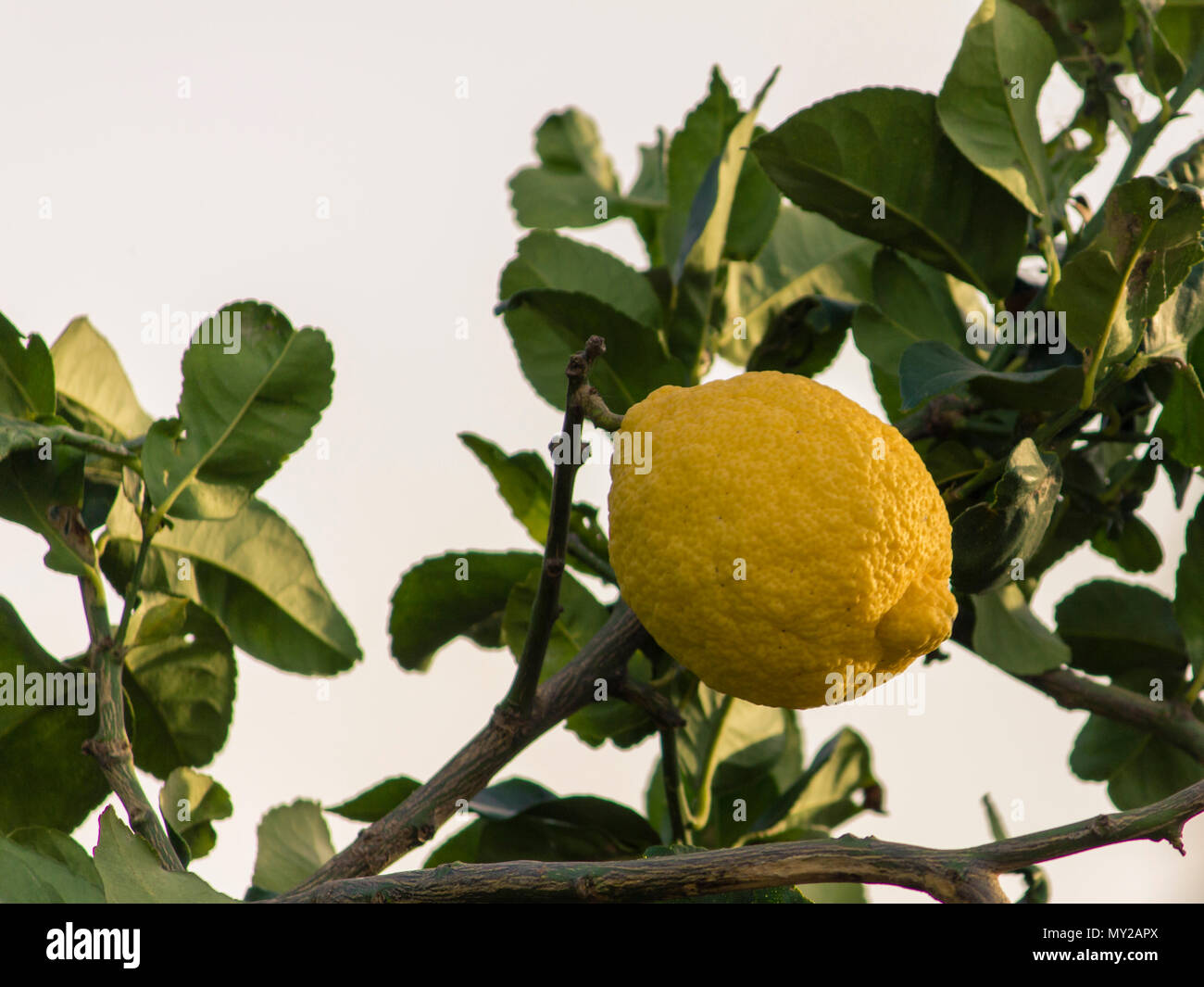 Lemon Fruit on the tree with green leaves Stock Photo