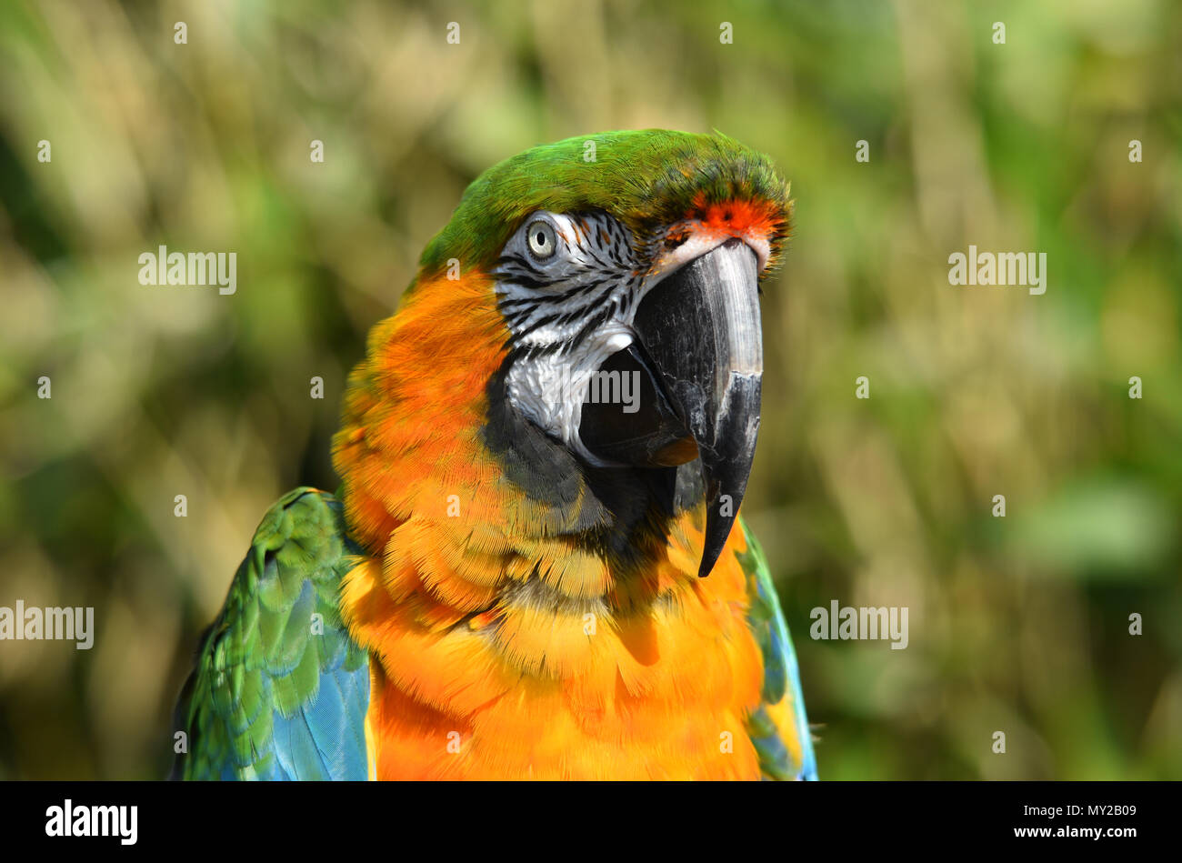Maui Sunset Macaw Stock Photo