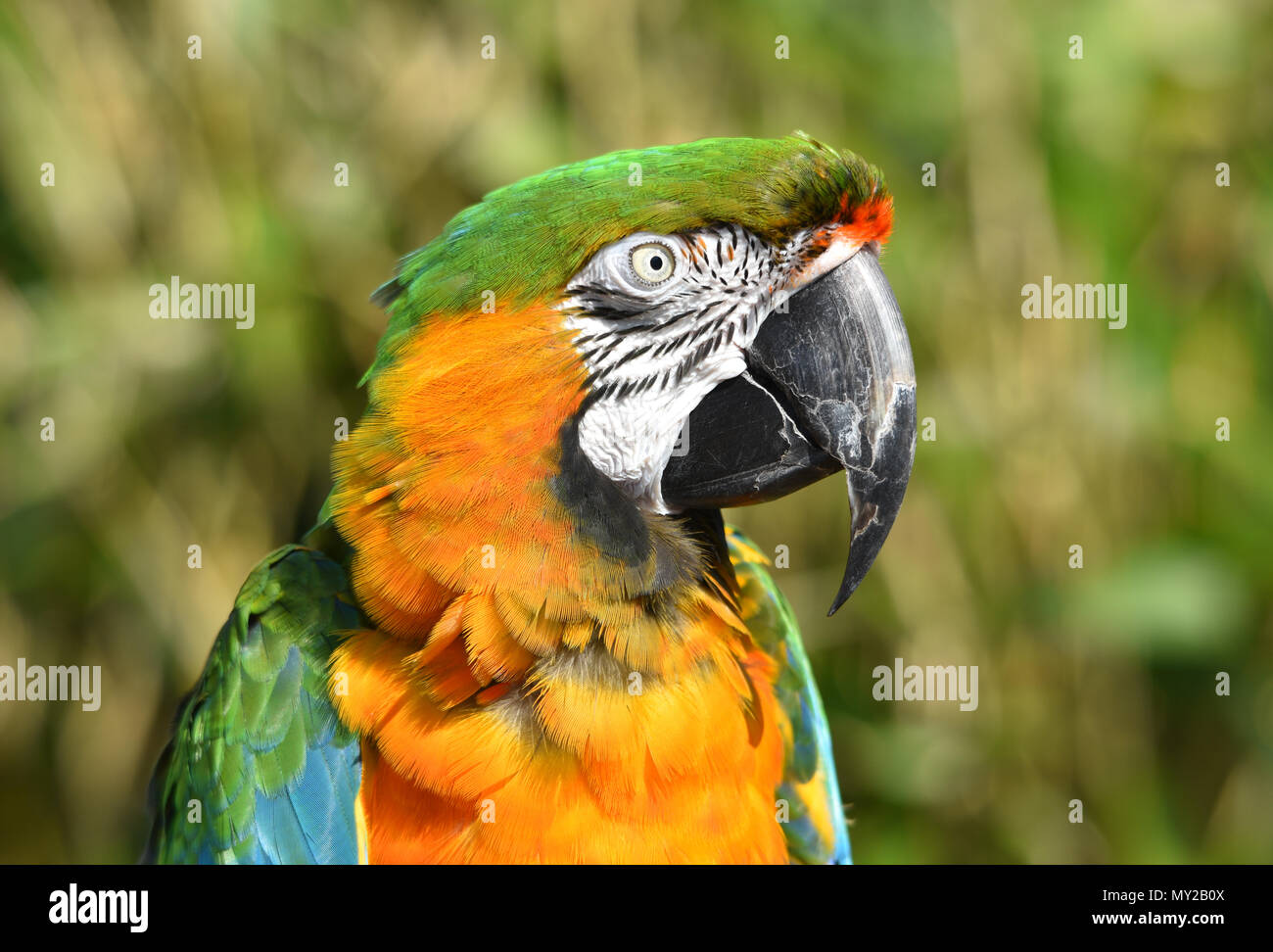 Maui Sunset Macaw Stock Photo