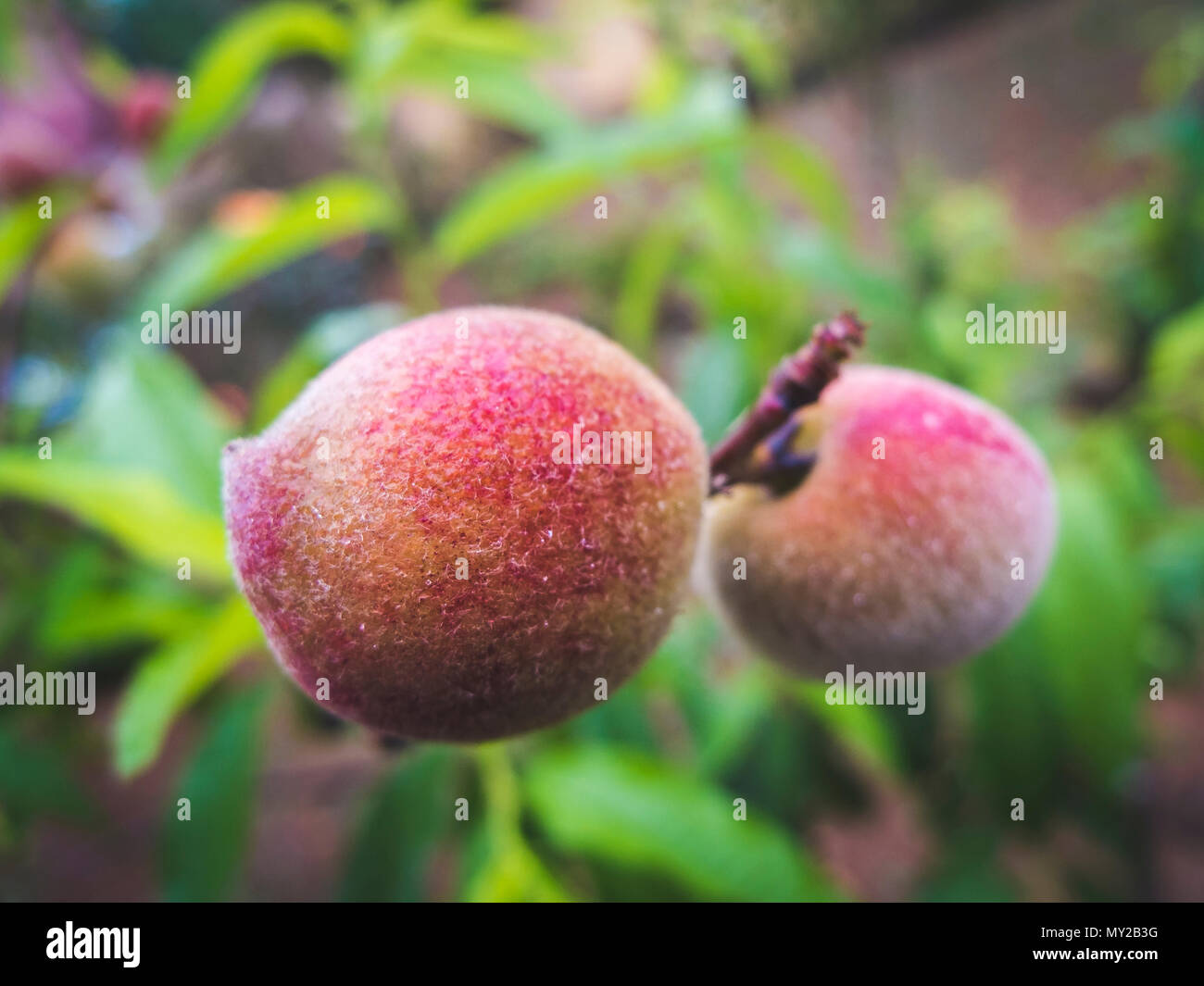 Organic Peach fruits on a tree with green leaves as background Stock Photo