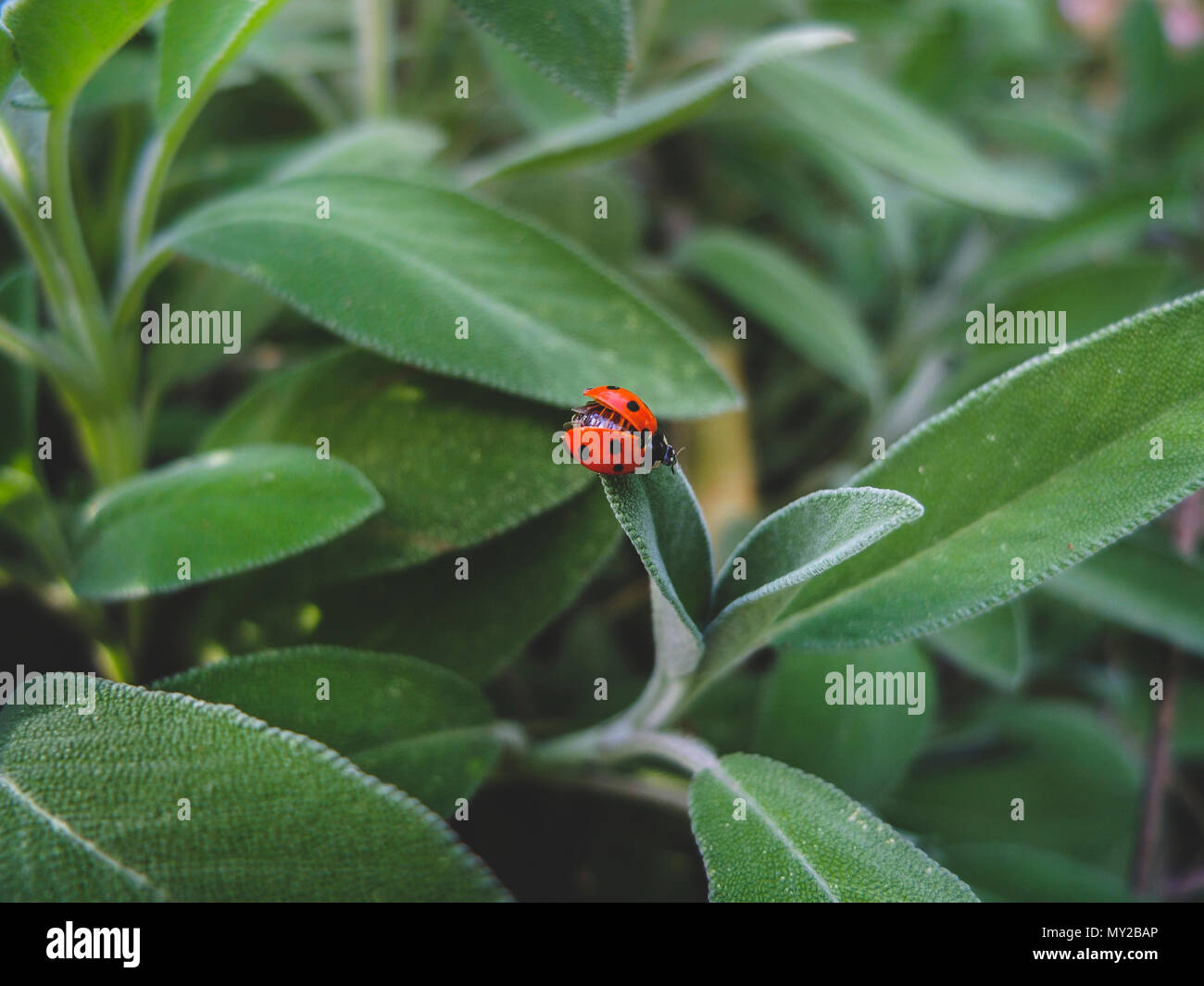 A small and red Ladybug on the sage leaves Stock Photo