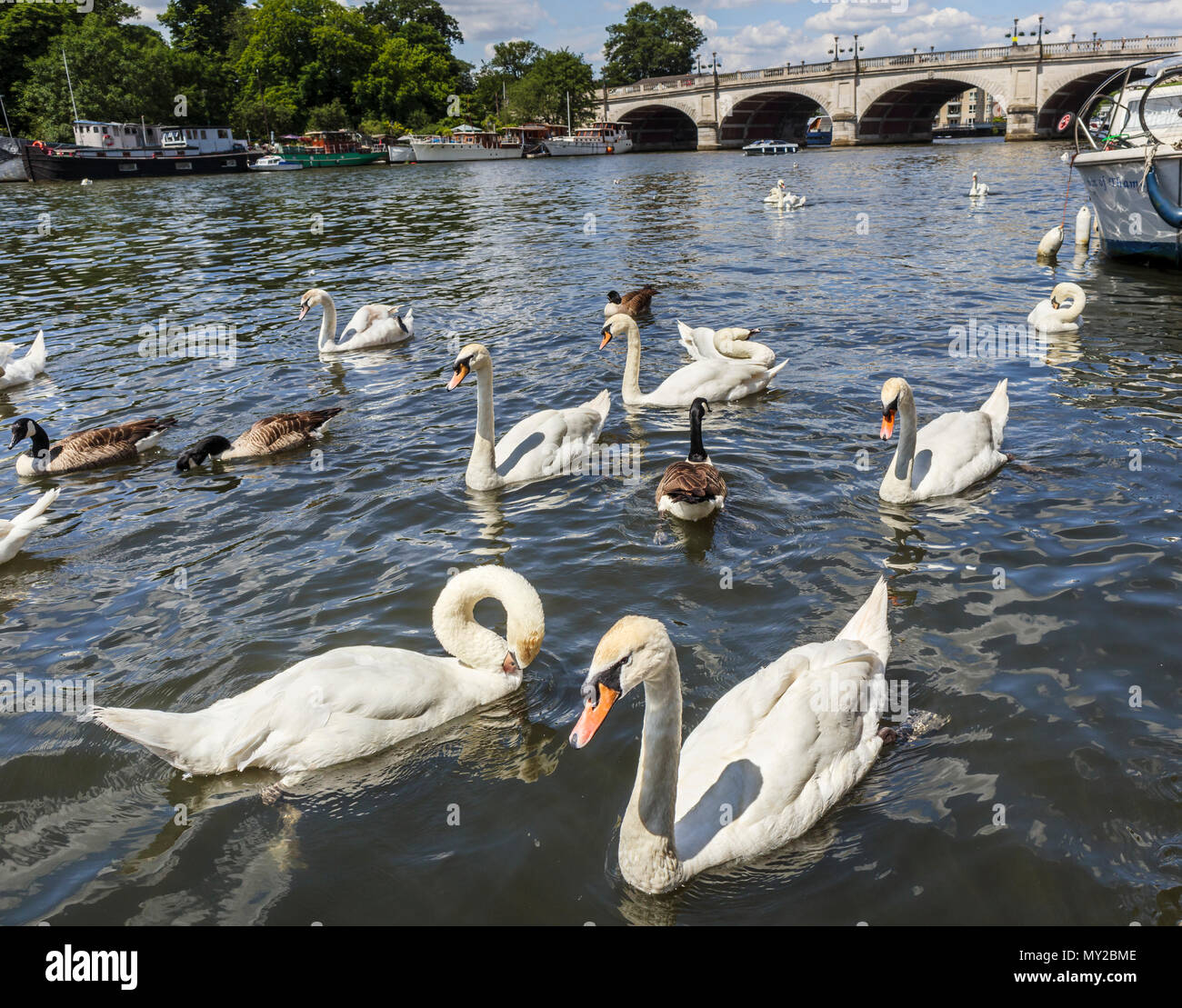 Mute swans swimming by Kingston Bridge over the River Thames, Kingston upon Thames, Greater London, UK on a sunny day in early summer with blue sky Stock Photo