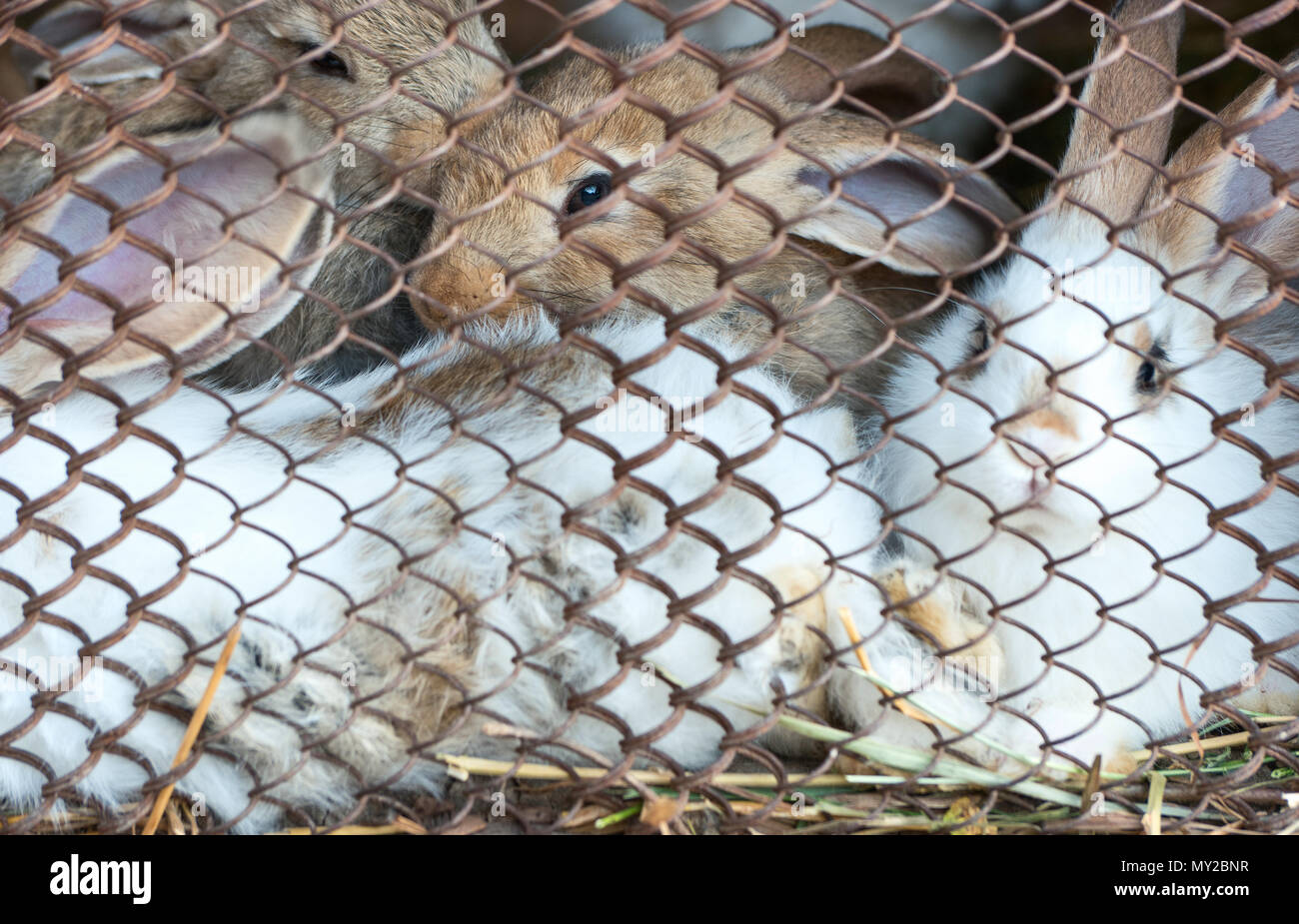 Beautiful young bunnies in the cage close up Stock Photo Alamy