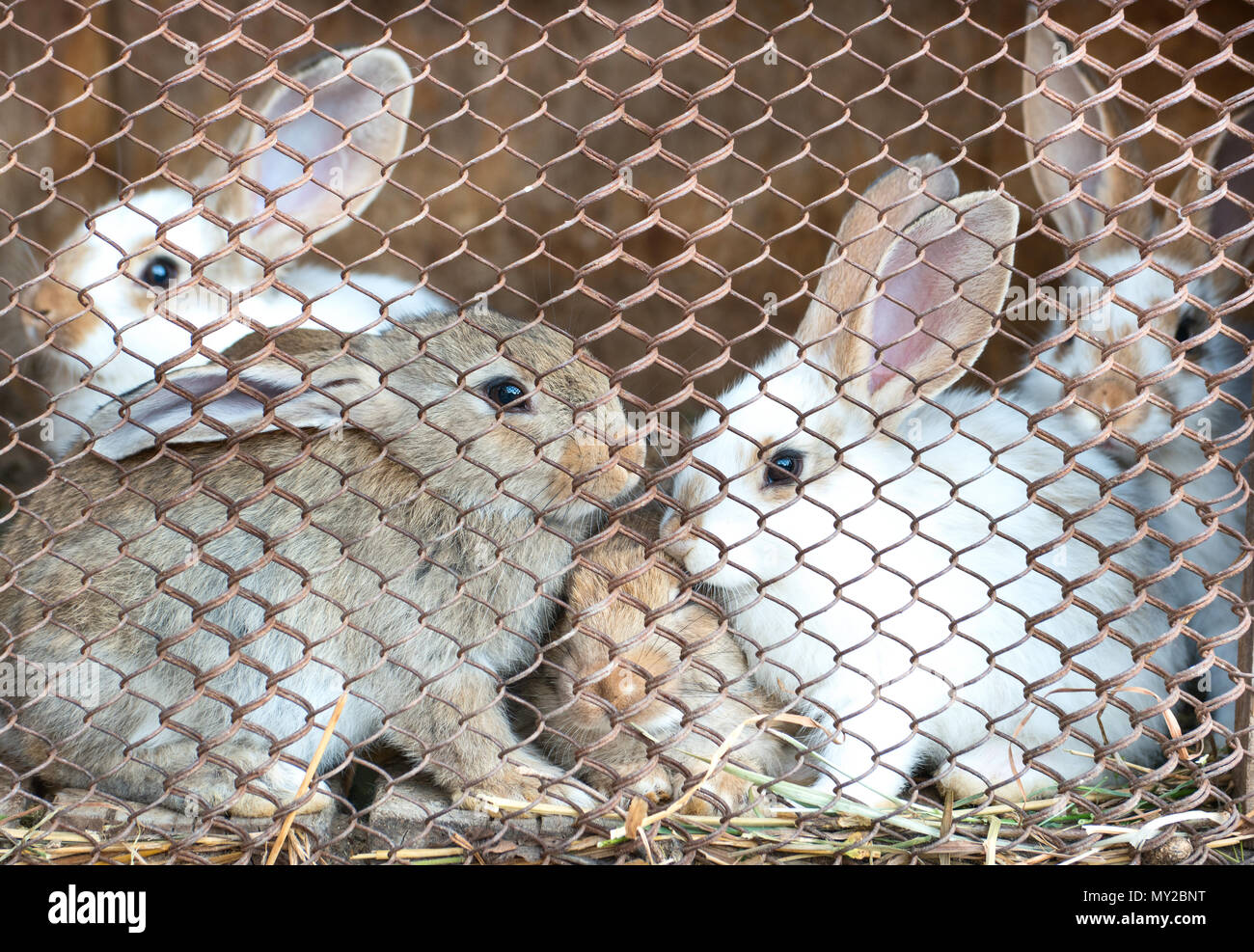 Several beautiful young bunnies in the cage closeup Stock Photo