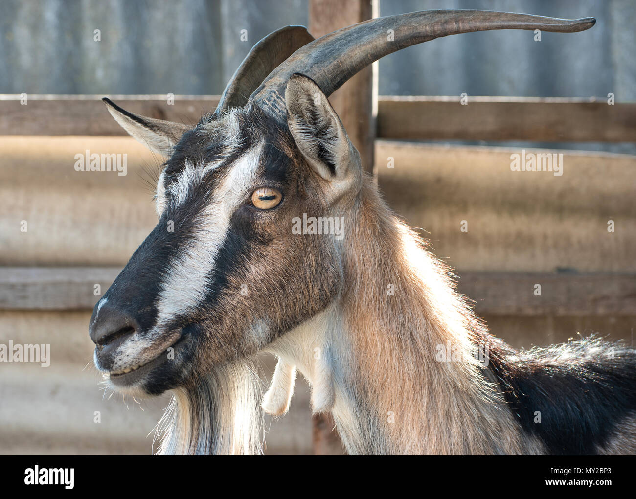 Portrait of a beautiful Alpine goat breed closeup Stock Photo
