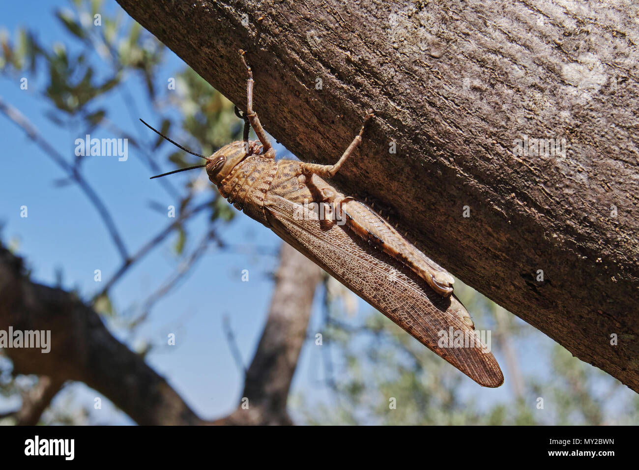 egyptian locust, grasshopper on a trunk Stock Photo