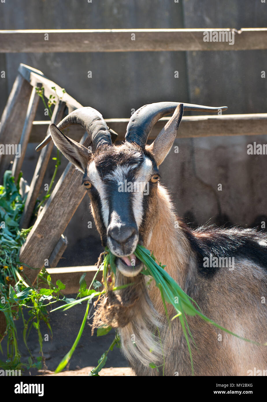 Beautiful goat chews grass on the farm closeup Stock Photo
