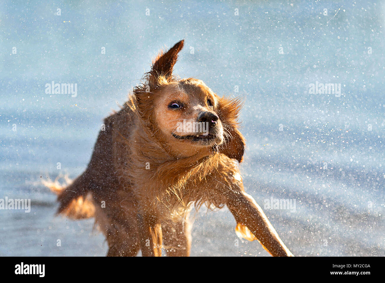 How Do Dogs Shake Off Water