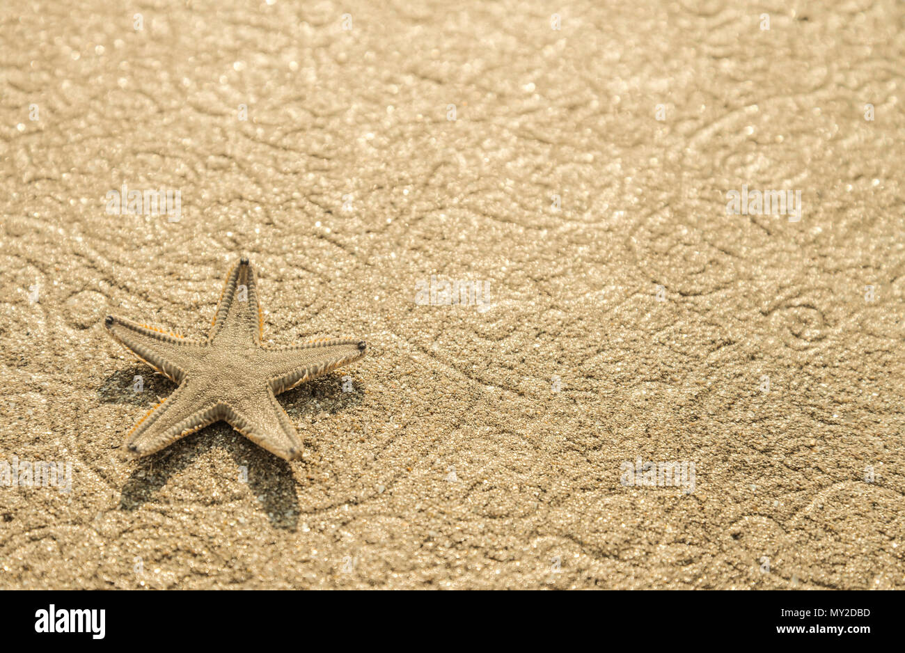 Live starfish on beach sand with beautiful pattern closeup Stock Photo