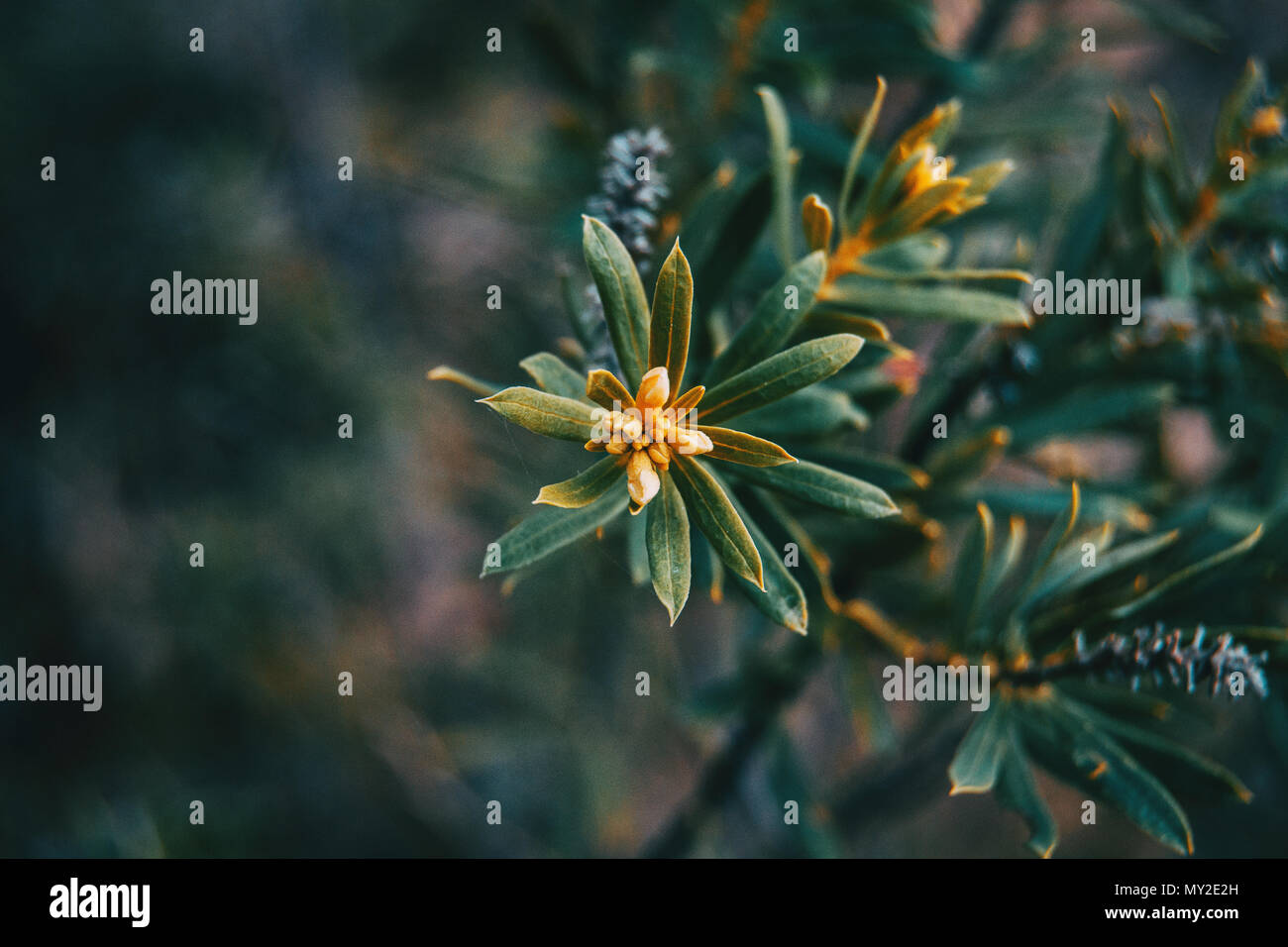 small leaves of daphne gnidium in nature Stock Photo