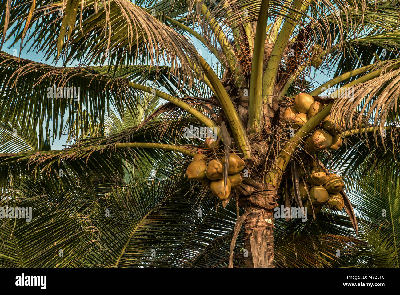 Close up coconut palm tree hi-res stock photography and images - Alamy
