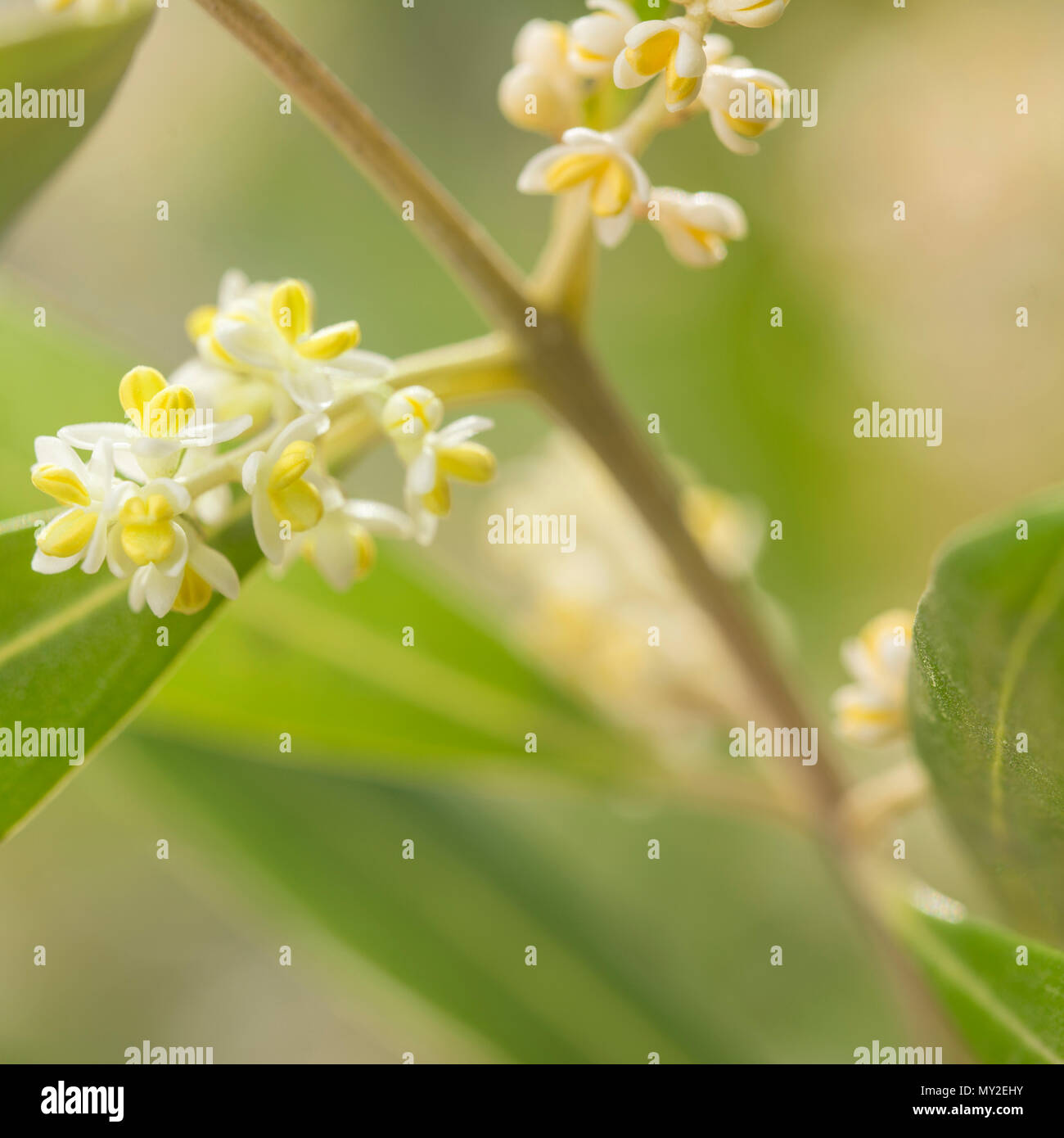 Square image of an olive tree branch and detail of flowers with blurry leaves at the background. Stock Photo