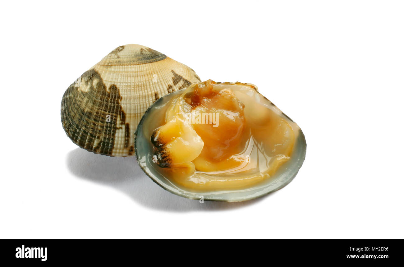 Clam single cooked open Dog cockle on white background Stock Photo
