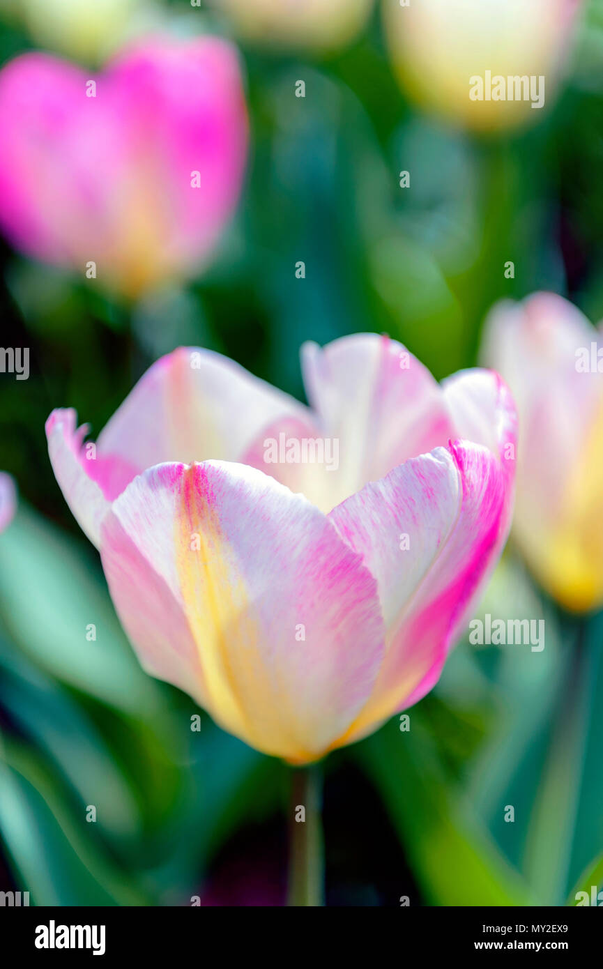 Tulip (Tulipa) with large, showy, and brightly pink and yellow flowers in bloom, growing in a flowerbed in a botanic garden Stock Photo