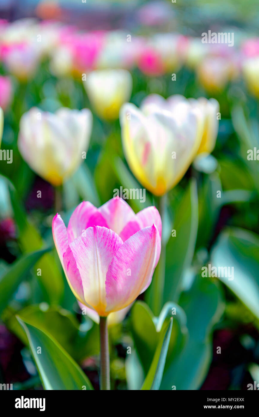Tulip (Tulipa) with large, showy, and brightly pink and yellow flowers in bloom, growing in a flowerbed in a botanic garden Stock Photo