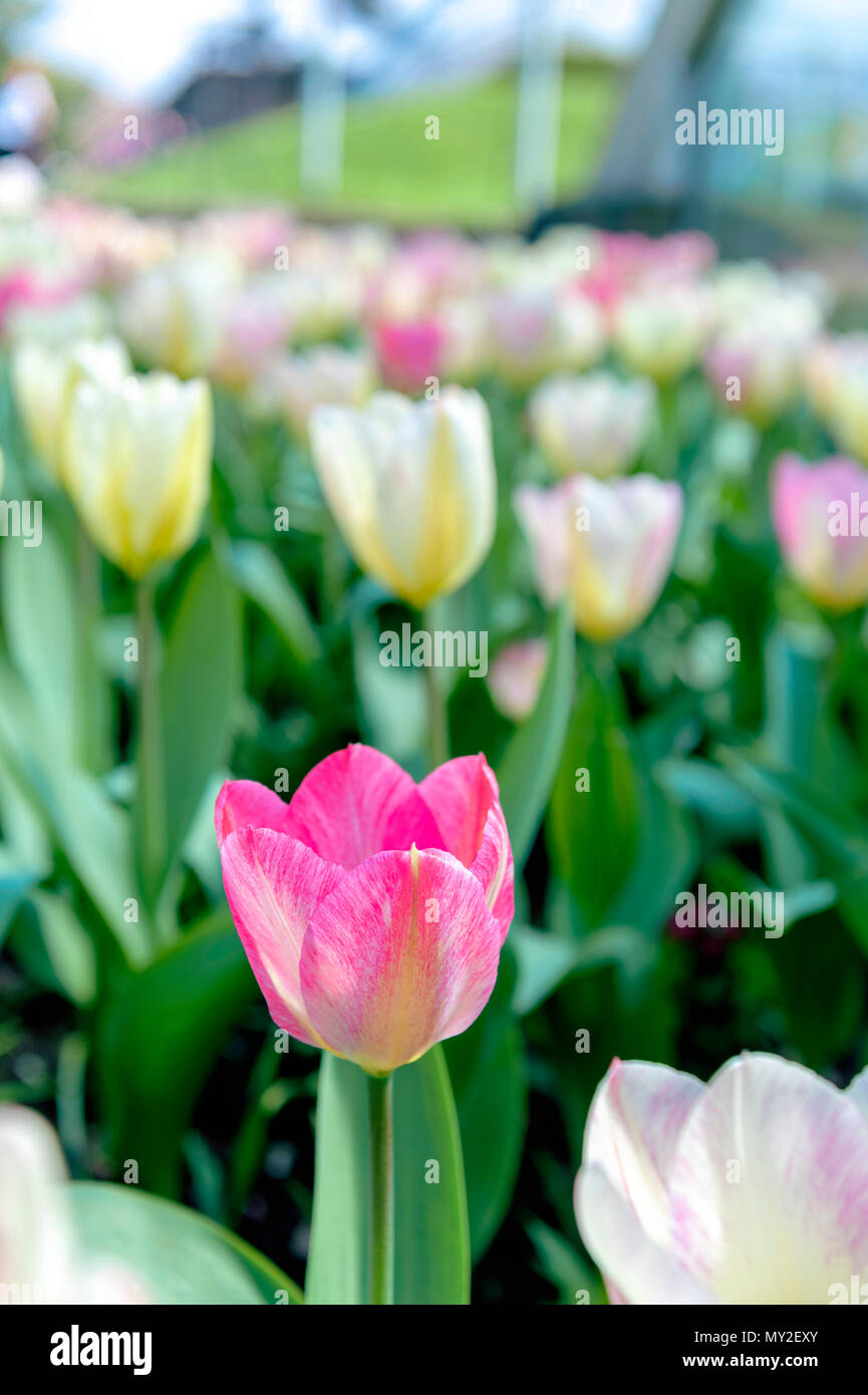 Tulip (Tulipa) with large, showy, and brightly pink and yellow flowers in bloom, growing in a flowerbed in a botanic garden Stock Photo