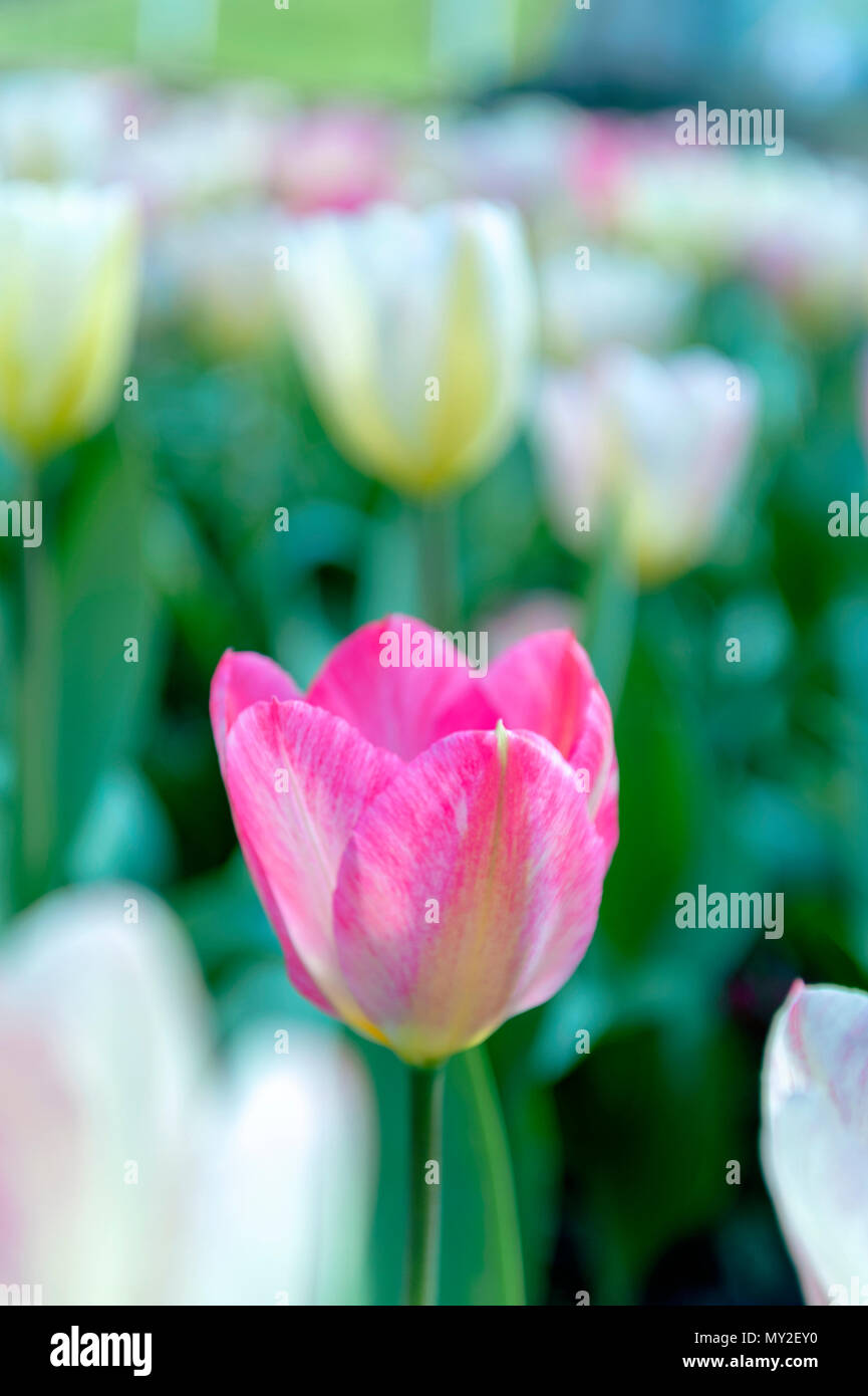 Tulip (Tulipa) with large, showy, and brightly pink and yellow flowers in bloom, growing in a flowerbed in a botanic garden Stock Photo