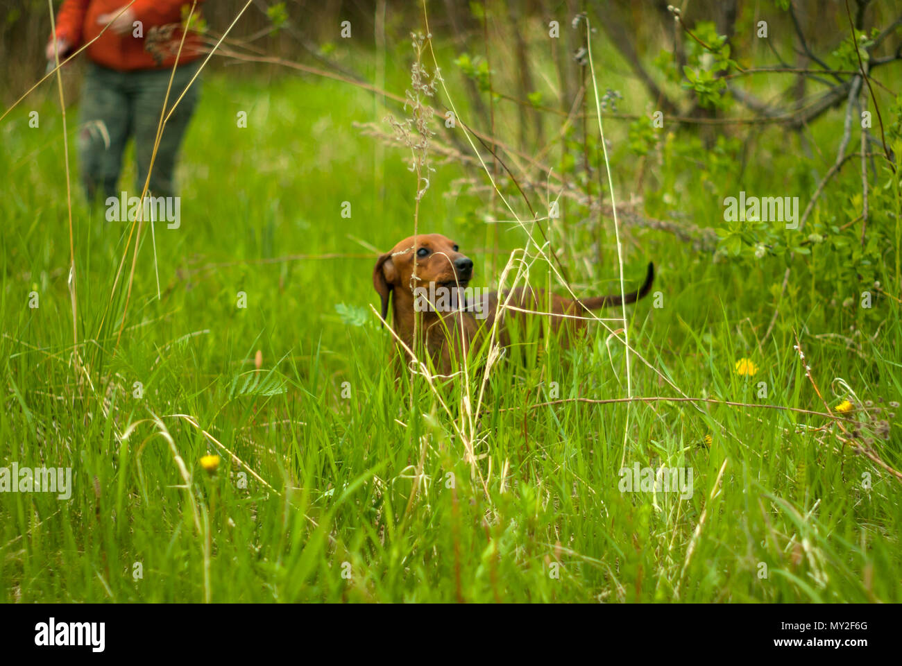slightly blurred smooth dachshund in motion while walking on a meadow behind sharp stems of grass Stock Photo