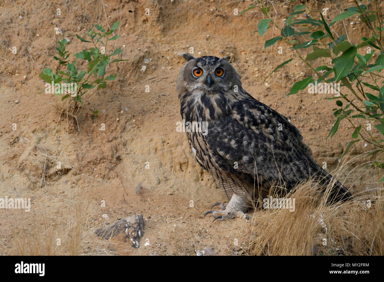 Eurasian Eagle Owl / Uhu ( Bubo bubo ), sitting, resting under a bush in the slope of a sand pit, looks directly towards the photographer, wildlife, E Stock Photo