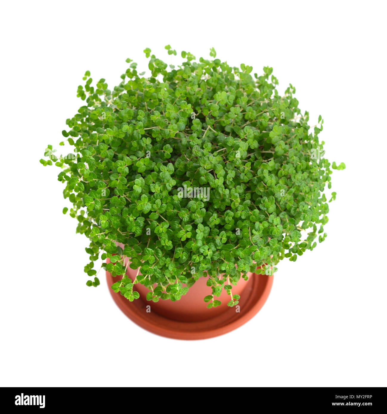 House plant Helxine soleirolii in flower pot isolated on white ...