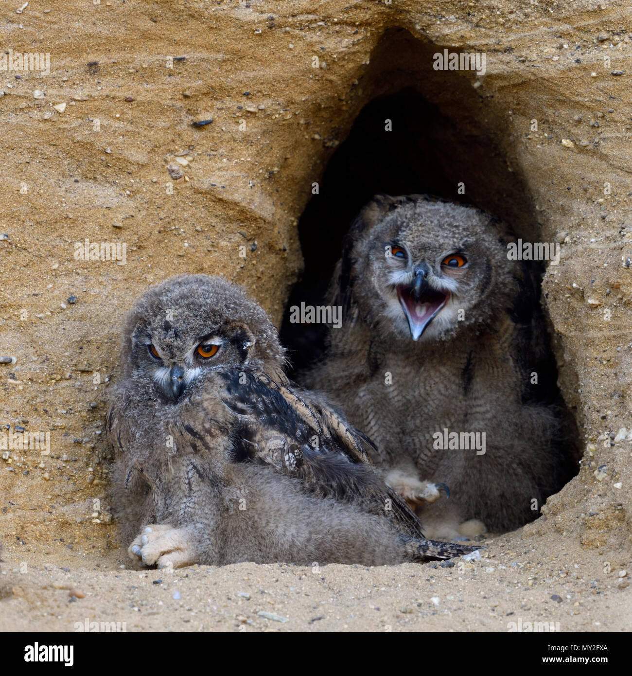 Eurasian Eagle Owls / Europaeische Uhus ( Bubo bubo ), quarreling chicks with the carcass of hedgehog in front at their nest burrow, funny, wildlife,  Stock Photo