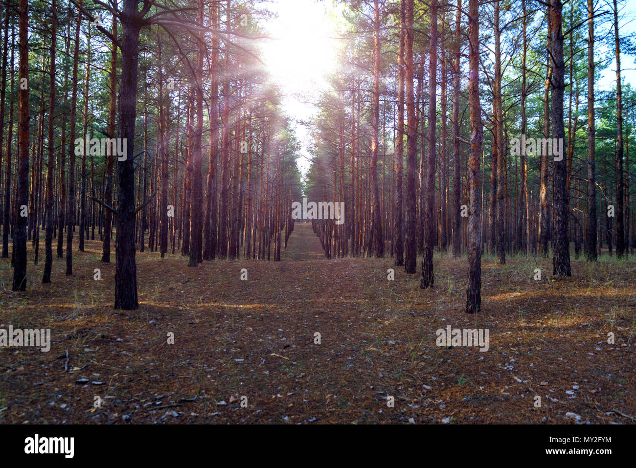 Rows of pine trees hi-res stock photography and images - Alamy