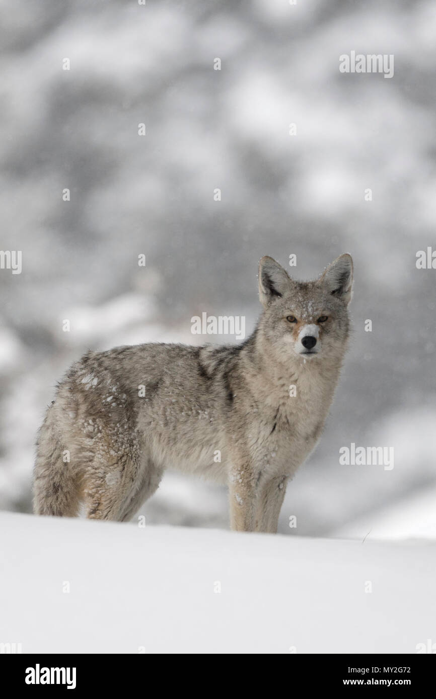 Coyote / Kojote ( Canis latrans ), in winter, standing in deep snow, watching carefully, nice surrounding, direct eye contact, Yellowstone NP, Wyoming Stock Photo