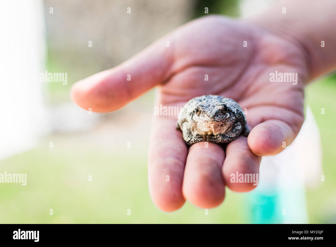 grey tree frog Stock Photo